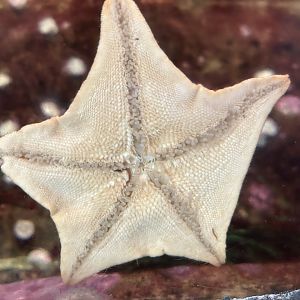 Sea Star