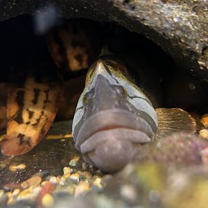 Monkeyface Prickleback