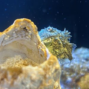 Pacific Spiny Lumpsucker