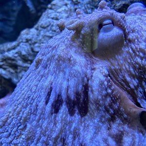 Giant Pacific Octopus