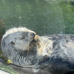 Sea Otter
