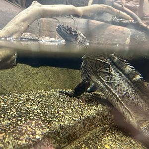 Philippine Sailfin Lizard