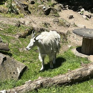 Mountain Goat