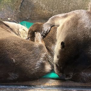 North American River Otters
