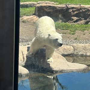 Polar Bear