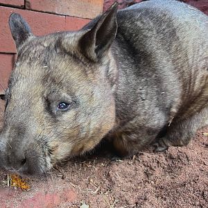 Southern Hairy-Nosed Wombat (Lasiorhinus latifrons)