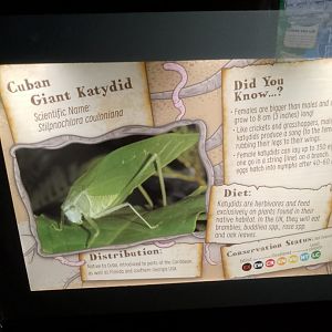 Critter Creek Signage Style