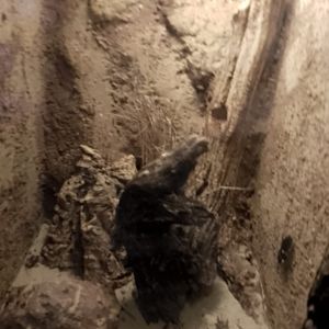 Assassin Bug Exhibit