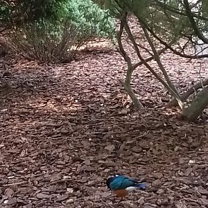 Superb Spreo Starling