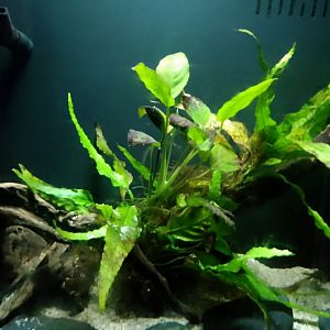 Dwarf Pufferfish aquarium