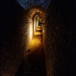 Black rat and Egyptian fruit bat enclosure