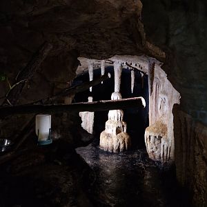 Pallas' long-tongued bat enclosure