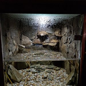 Lake Urmia newt enclosure