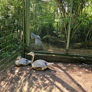 Bar-headed geese and kagus