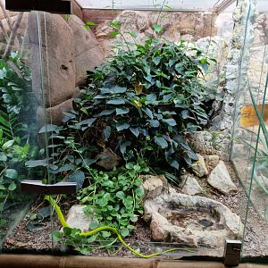 Eastern green mamba enclosure