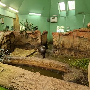 Pygmy hippopotamus indoor enclosure