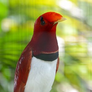 King bird-of-paradise (Cicinnurus regius)
