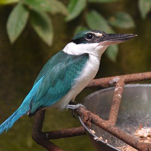 Javan collared kingfisher (Todiramphus chloris palmeri)