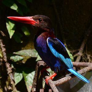 Javan kingfisher (Halcyon cyanoventris)