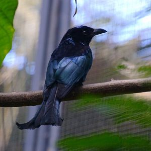 Bali hair-crested drongo (Dicrurus hottentottus jentincki)