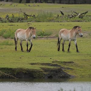 Przewalski horse (Equus przewalskii)