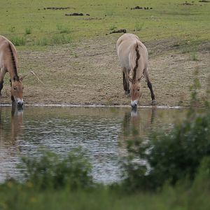 Przewalski horse (Equus przewalskii)