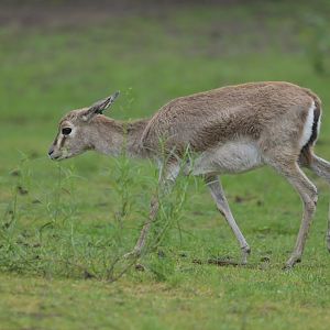 Goitered gazelle(Gazella subgutturosa)
