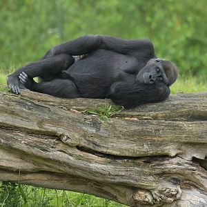 Western gorilla (Gorilla gorilla)
