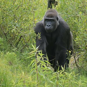 Western gorilla (Gorilla gorilla)