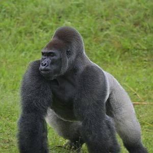 Western gorilla (Gorilla gorilla)