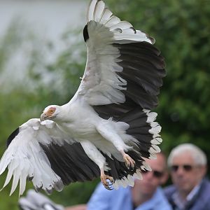 palmnut vulture (Gypohierax angolensis)