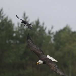 Bald eagle mobbed by local crow