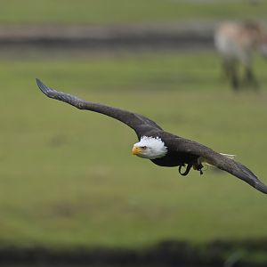 Bald eagle (Halieaeetus leucocephalus)