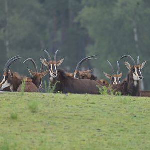 Sable (Hippotragus niger)