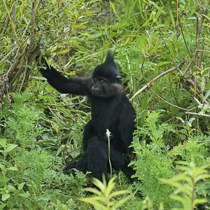Black crested managabey (Lophocebus atterimus)
