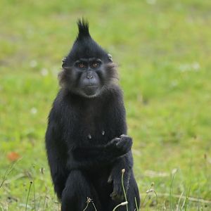 Black crested managabey (Lophocebus atterimus)