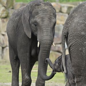 African bush elephant (Loxodonta africana)