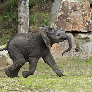 African bush elephant (Loxodonta africana)