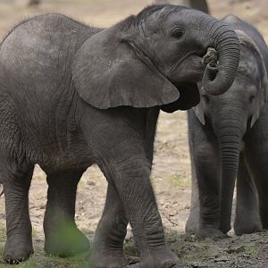 African bush elephant (Loxodonta africana)