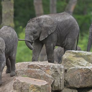 African bush elephant (Loxodonta africana)