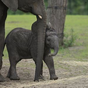 African bush elephant (Loxodonta africana)