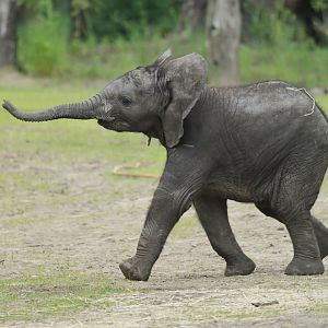 African bush elephant (Loxodonta africana)