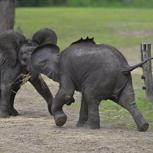 African bush elephant (Loxodonta africana)