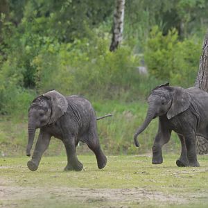 African bush elephant (Loxodonta africana)
