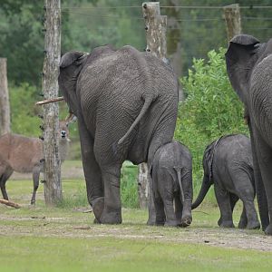 African bush elephant (Loxodonta africana) with waterbuck