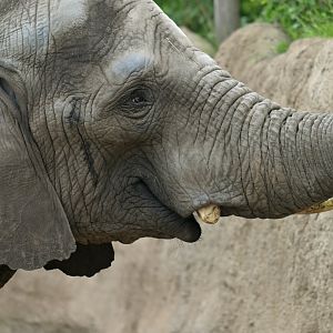 African bush elephant (Loxodonta africana)
