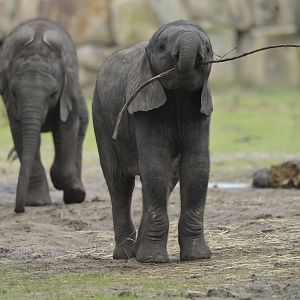 African bush elephant (Loxodonta africana)