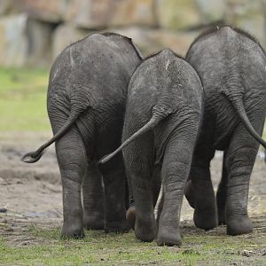 African bush elephant (Loxodonta africana)
