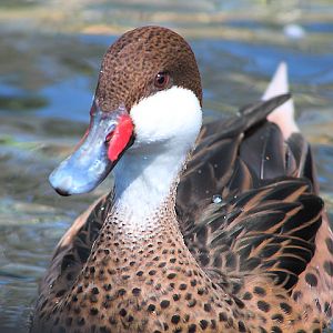 Ibarbo Park - Northern white-cheeked pintail (Anas bahamensis bahamensis)