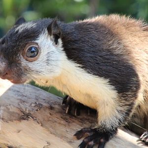 Ibarbo Park - Javan giant squirrel (Ratufa bicolor bicolor)